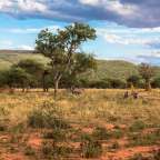 Okonjima Game Reserve