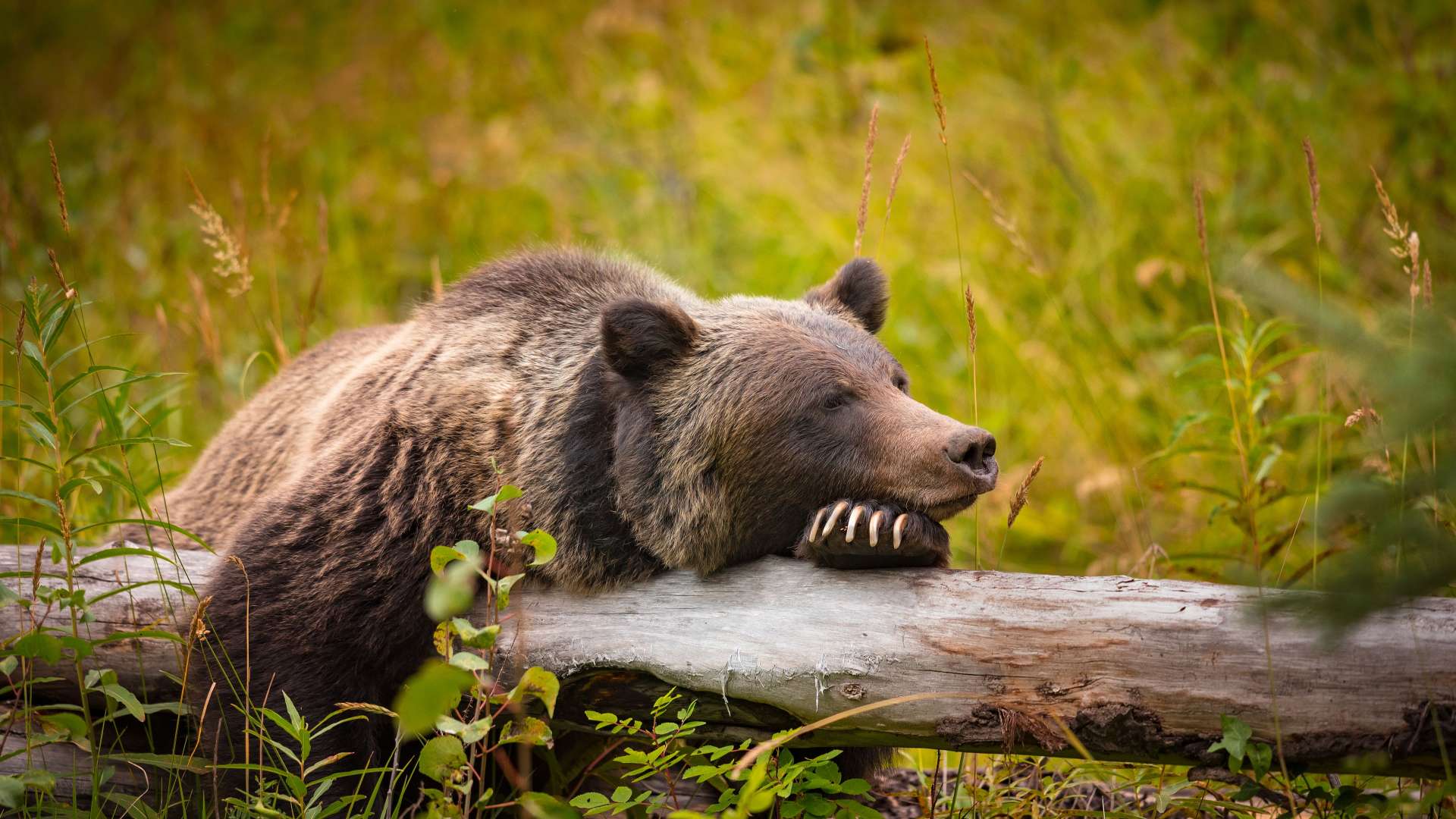 Ein Grizzlybär ruht seinen Kopf auf einem Baumstamm inmitten von Gras.