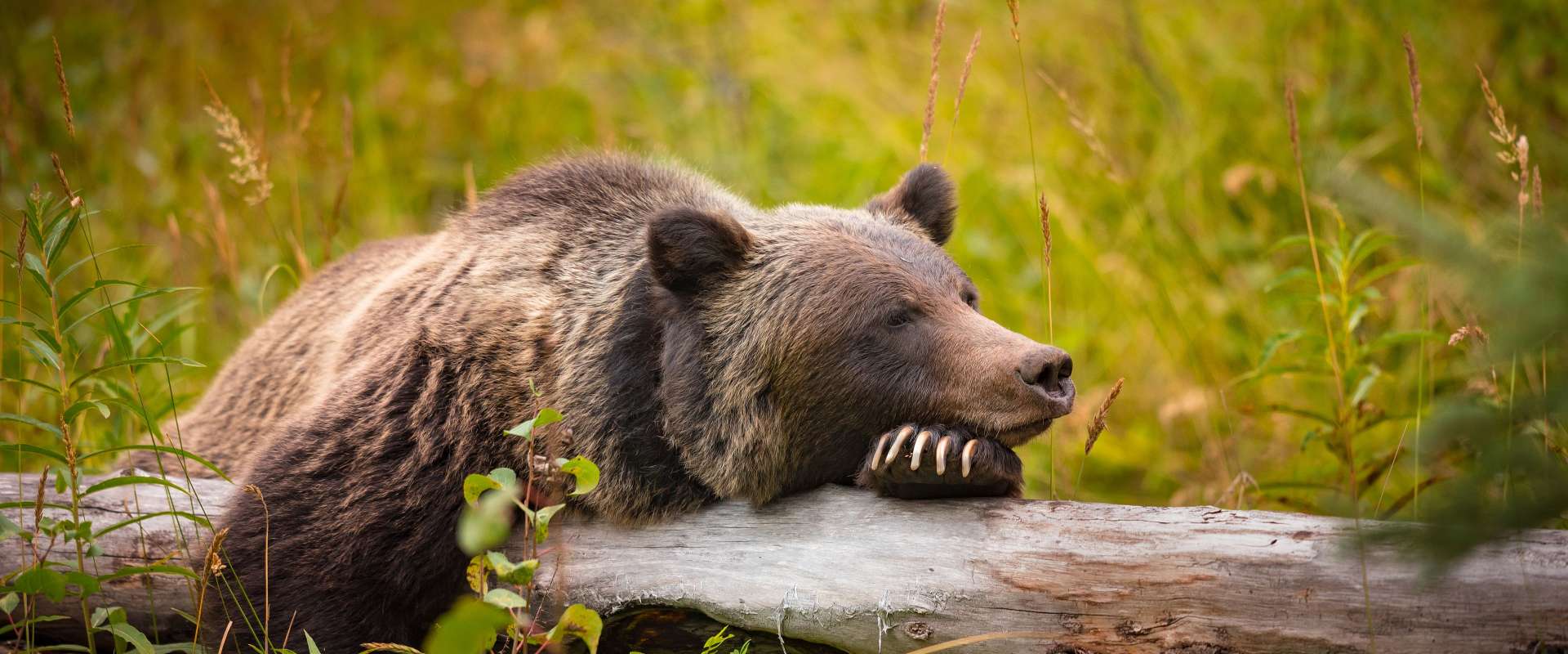 Ein Grizzlybär ruht seinen Kopf auf einem Baumstamm inmitten von Gras.