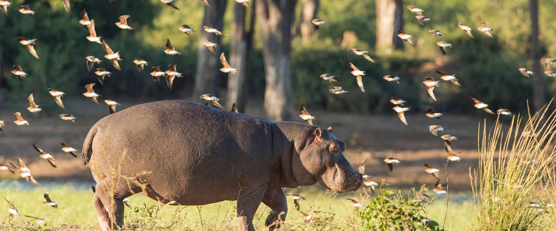 Ein Flusspferd steht in einem Feld mit vielen Vögeln im Hintergrund