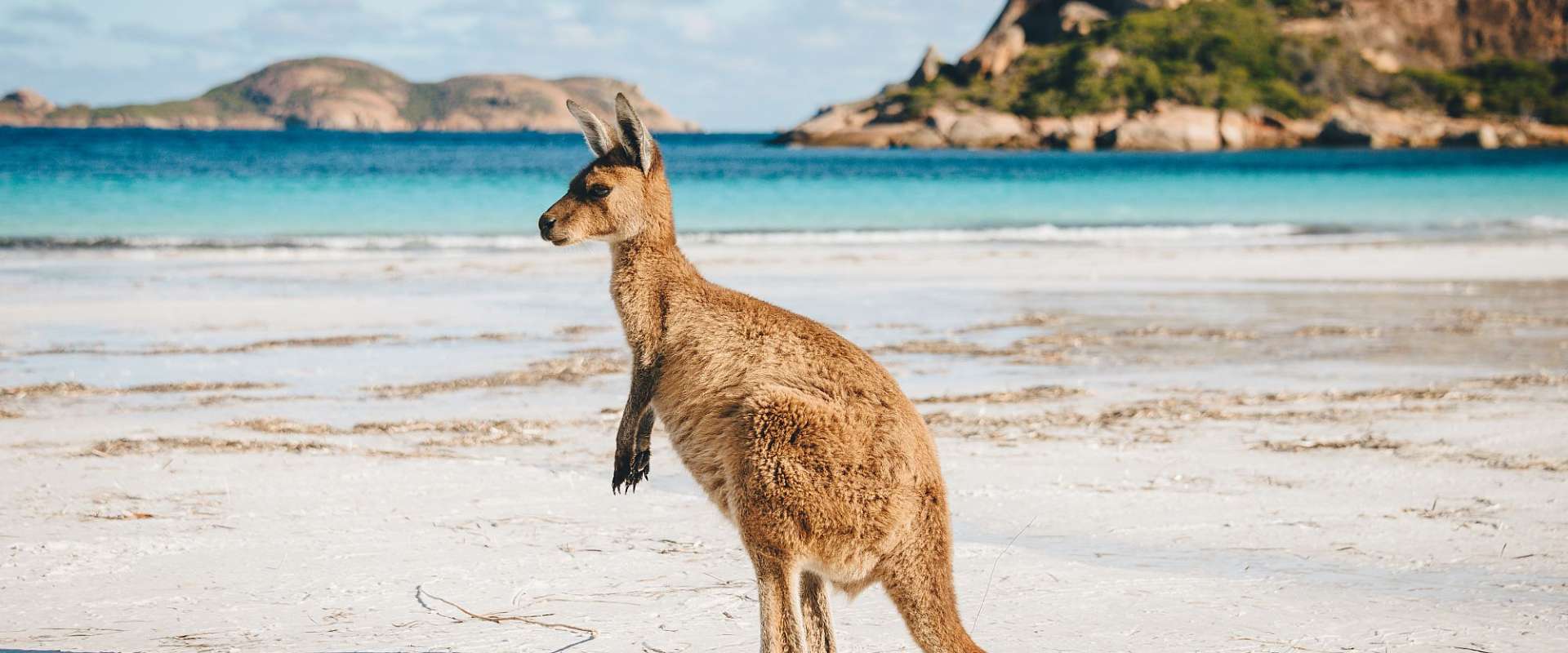 Ein Känguru steht auf einem weißen Sandstrand mit dem blauen Ozean und den Hügeln im Hintergrund.