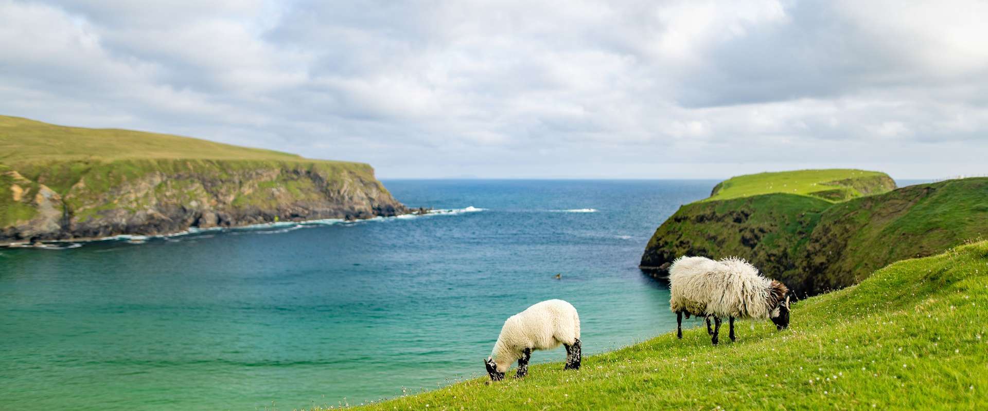 Zwei Schafe grasen auf einer grünen Wiese mit Blick auf das Meer und die Klippen.