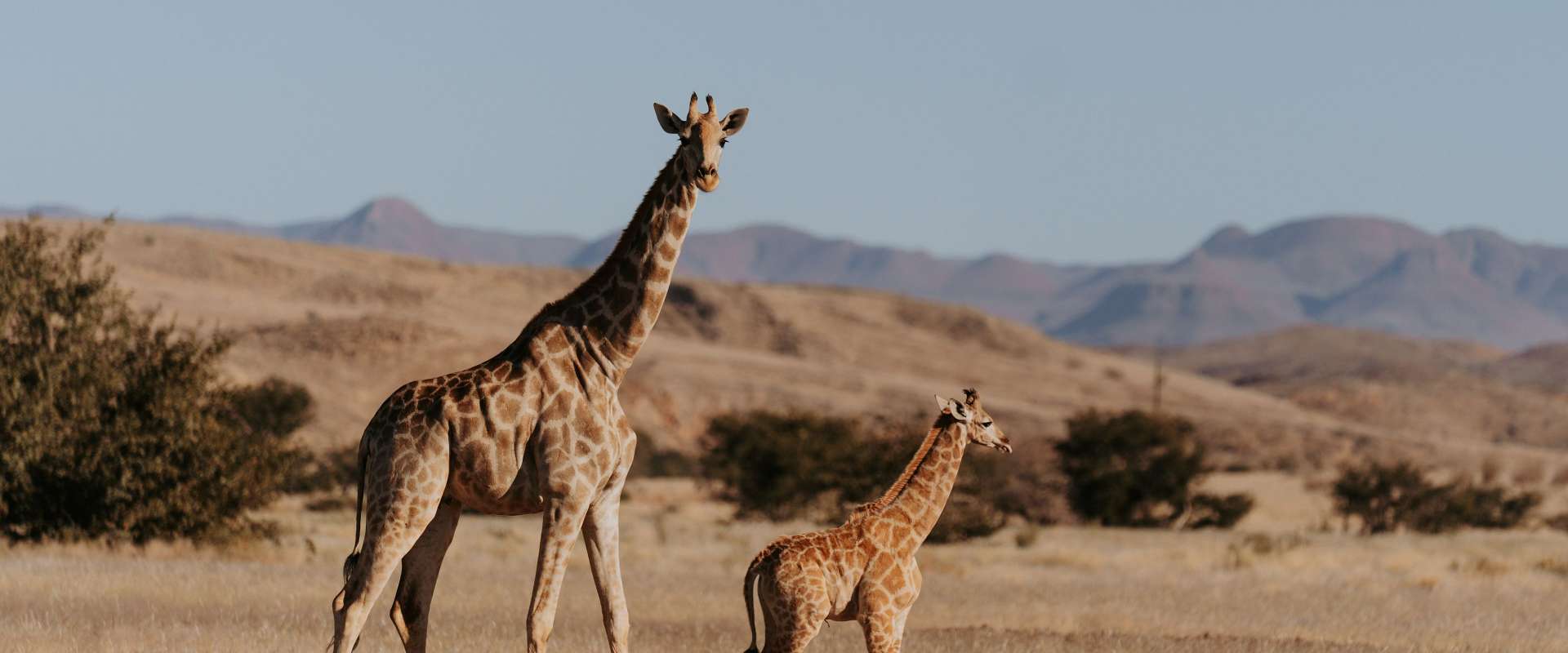 Giraffen und weite felsige Landschaften im Erongo Gebirge