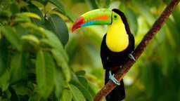 Ein Toucan mit einem bunten Schnabel sitzt auf einem Ast