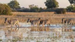 Eine Herde Zebras läuft im Wasser