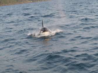 Whale watching tour Victoria 