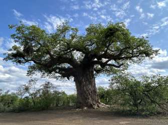 Von Wielligh's Baobab near Letaba Camp
