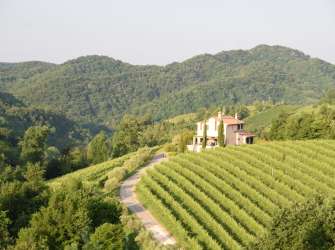 Weinberge im Friaul