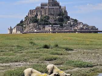Zwei Schafe grasen an einem Wasserlauf mit dem Mont Saint-Michel im Hintergrund.