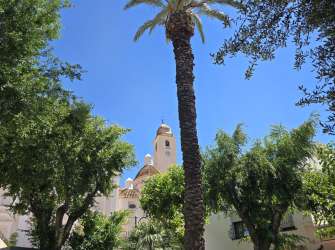 Ein hoher, schlanker Palmenstamm ragt gegen einen strahlend blauen Himmel auf, umgeben von üppig grünen Bäumen und mit einem Kirchenschiff im Hintergrund.