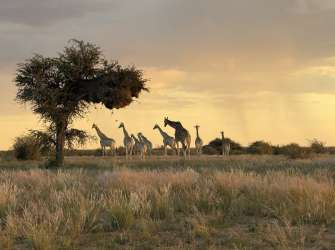 Eine Gruppe Giraffen steht im goldenen Licht der Abendsonne auf einer Ebene mit trockenem Gras und Büschen.