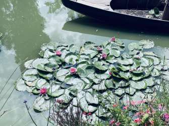 Ein Boot liegt auf einem Teich voller Seerosen, umgeben von üppiger Vegetation.