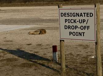 Auf einem Kiesplatz liegt ein schlafender Löwe neben einem Schild mit der Aufschrift "Designated Pick-up / Drop-off Point".
