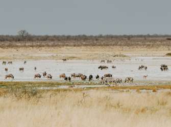 Ein Schwarm von Zebras und Gnus steht in einer weiten Savanne unter einem grauen Himmel.