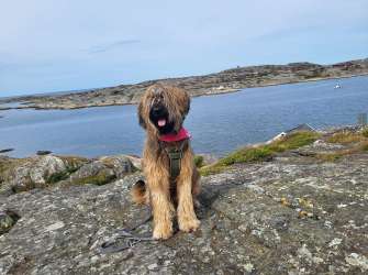 Ulani auf der Insel Käringön