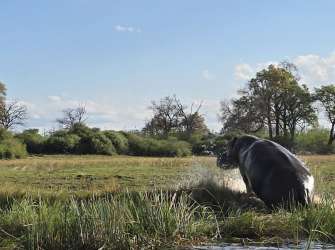 Ein Flusspferd schüttelt Wasser ab am Ufer des Linyanti-Flusses in einer afrikanischen Sumpflandschaft.