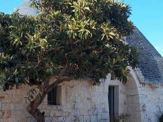Ein traditionelles Trullo-Hotel mit kegelförmigen Dächern bei Monopoli, im Vordergrund ein üppiger Baum vor einer Bruchsteinmauer.