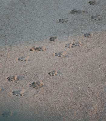 Eine Reihe von Pfotenabdrücken im Sand