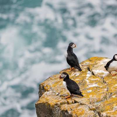 Drei Puffins stehen auf einem Felsen in der Nähe des Ozeans
