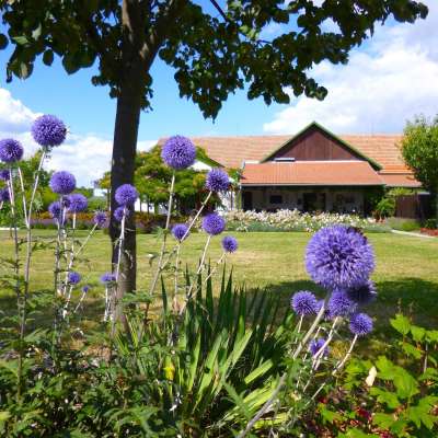 Ein Garten mit lila Blumen und einem Gebäude im Hintergrund