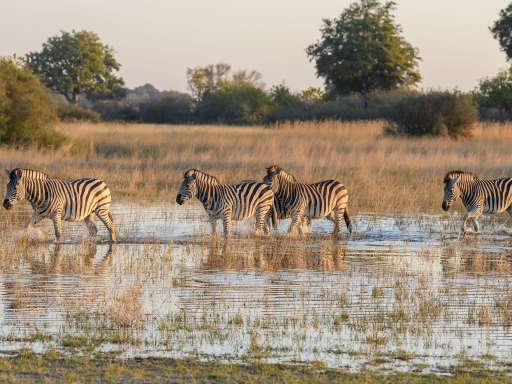Eine Herde Zebras läuft im Wasser