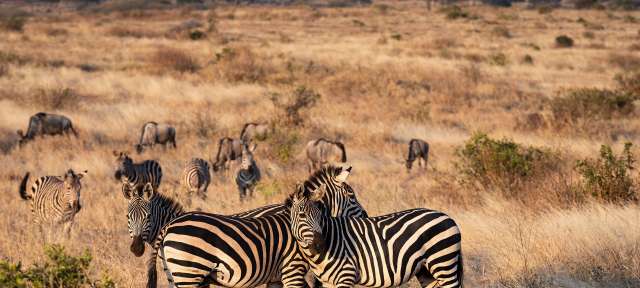 Zebras im Serengeti Nationalpark