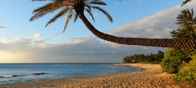 Weiter Palmenstrand: Oahu – ©Elke Metternich, Umfulana Eine Palme steht an einem Strand mit Blick auf das Meer