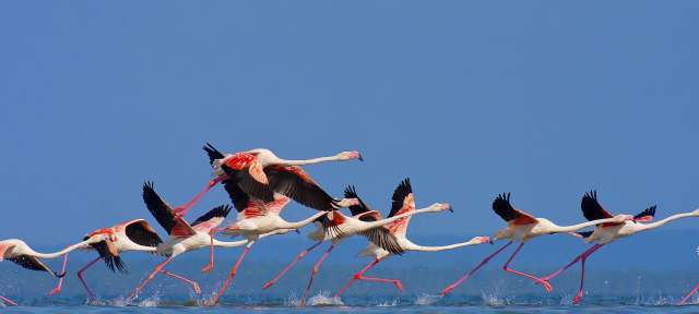 Flamingos Eine Gruppe von Flamingos, die im Wasser laufen
