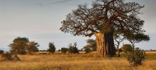 Ein Baum ohne Blätter steht in einem Feld