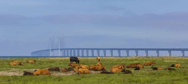 Fruchtbare Böden am Öresund: Schonen Eine Gruppe von Kühen liegt in einem Feld mit einer Brücke im Hintergrund
