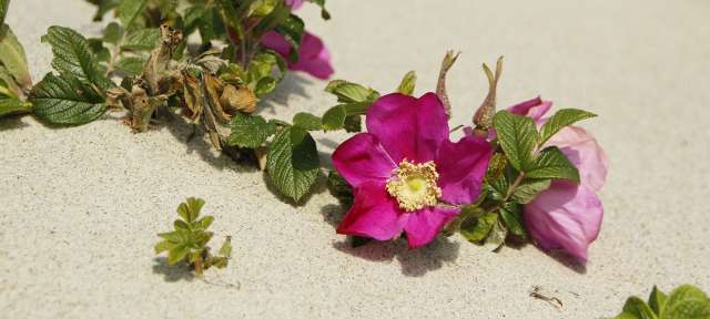 "Sandrosen": Reisefoto von – ©Barbara Harbecke Eine rosa Blume mit gelbem Mitte wächst aus dem Sand