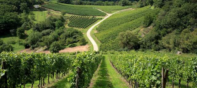 Elsass Eine Straße führt durch einen Weinberg mit Bergen im Hintergrund