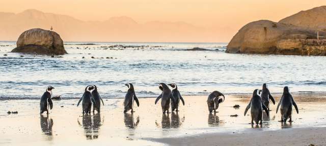 Afrikanische Pinguine Eine Gruppe von Pinguinen, die am Strand spazieren gehen