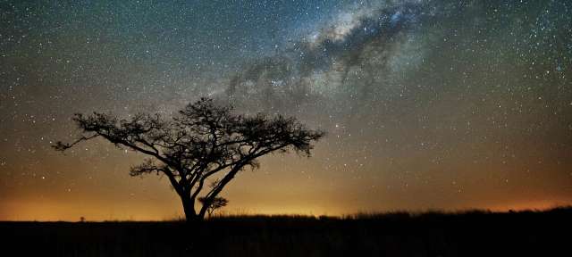 Die Milchstraße an Namibias Sternenhimmel Eine Silhouette eines Baumes vor einem Sternenhimmel