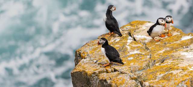 Drei Puffins stehen auf einem Felsen in der Nähe des Ozeans