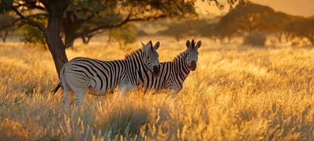 Zebras bei Sonnenuntergang