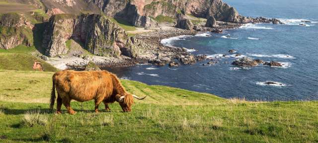 Die Küsten der Isle of Mull Eine Kuh steht auf einer Klippe mit Blick auf das Meer