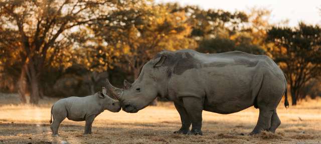Nashörner im Etosha Park