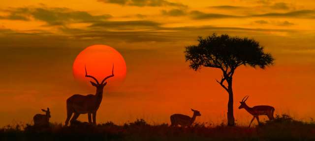 Reservat der Superlative: Krüger Nationalpark Ein Sonnenuntergang mit einer Familie von Antilopen und einem Baum im Vordergrund