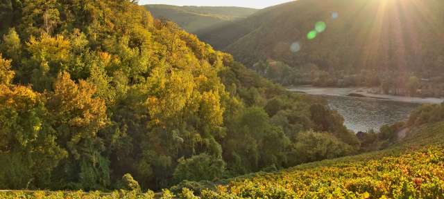 Weinberge im Mittelrheintal