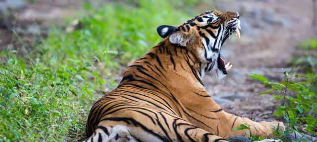 Indischer Tiger: Reisefoto von – ©Erika & Wilfried Pinzl Ein tiger liegt im gras und gähnt