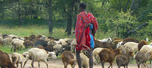 Massai am Rande der Serengeti – ©Umfulana Ein Mann steht vor einer Herde Schafe