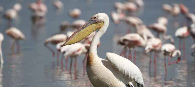 Brutstätte für Pelikane: Nata Bird Sanctuary Ein Pelikan steht im Wasser und schaut in die Kamera