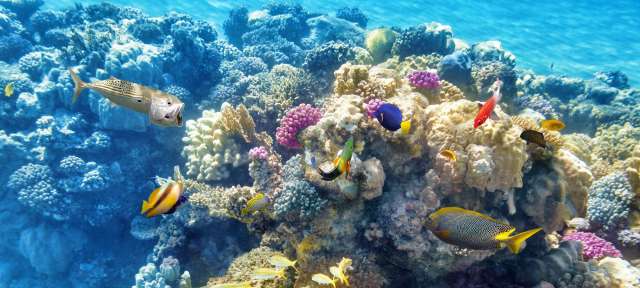 Great Barrier Reef: Weltnaturerbe Ein Korallenriff mit bunten Fischen und Korallen