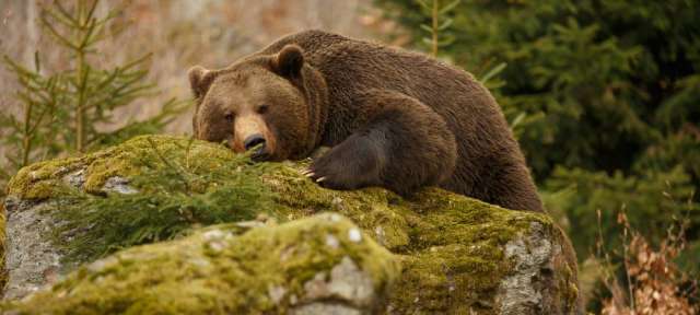 Braunbären im Hochgebirge: Abruzzen Ein Bär sitzt auf einem grünen Felsen