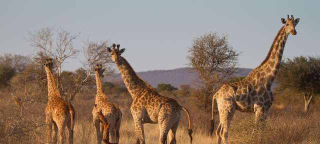 Eine Gruppe von Giraffen steht in einem Feld
