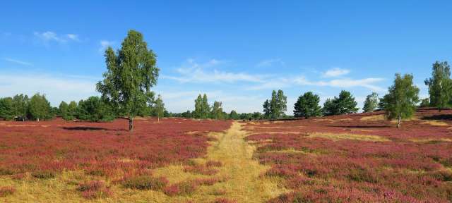 Heidelandschaft im Wendland Ein Feld mit rosa Blumen und Bäumen im Hintergrund