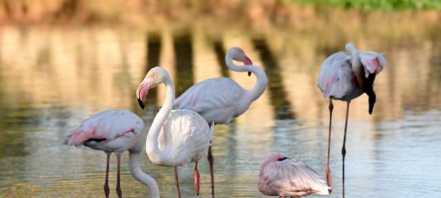 Rosa-weiße Flamingos in Tansania Eine Gruppe von Flamingos steht im Wasser