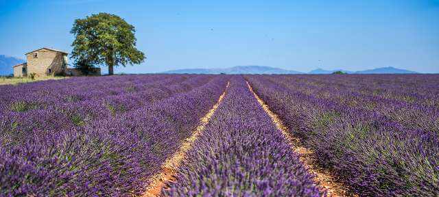 Frankreich: Lavendelblüte Ein Lavendelfeld mit einem Baum im Hintergrund
