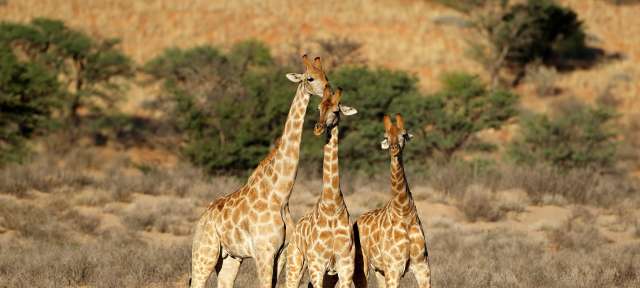 Giraffen in der Kalahari-Wüste